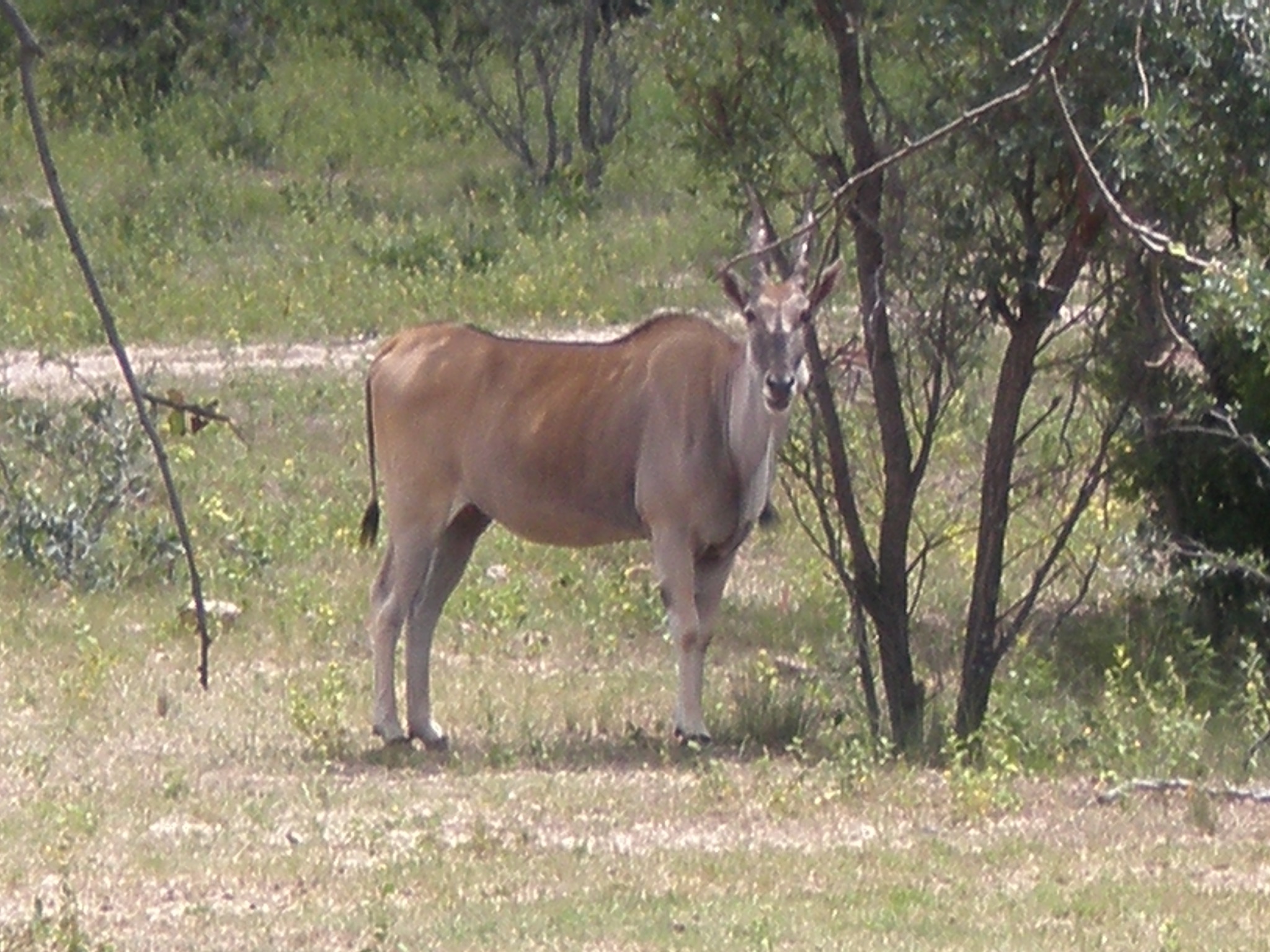 Eland among trees