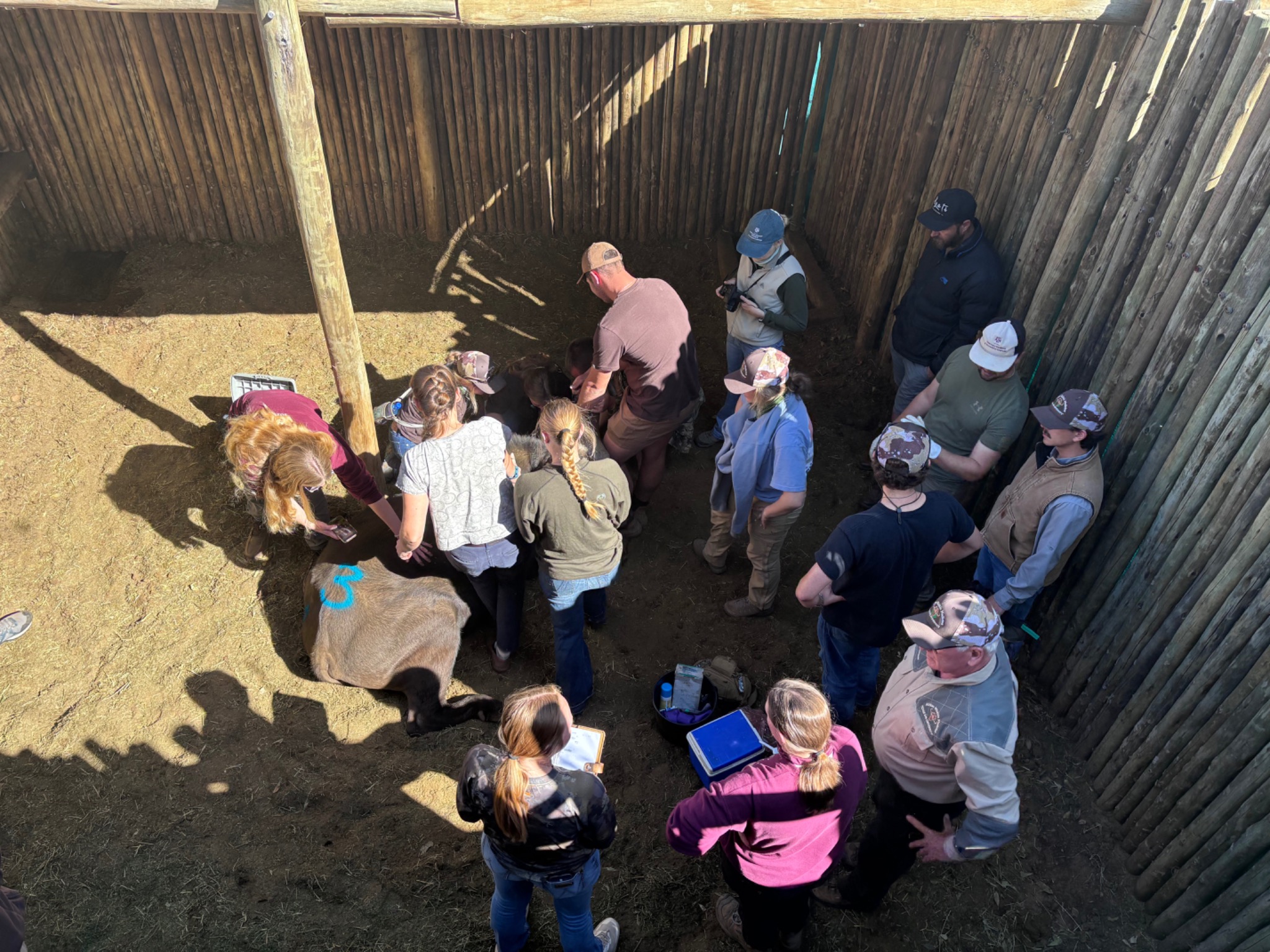 Veterinary students observing a clinical teaching session in a wildlife boma
