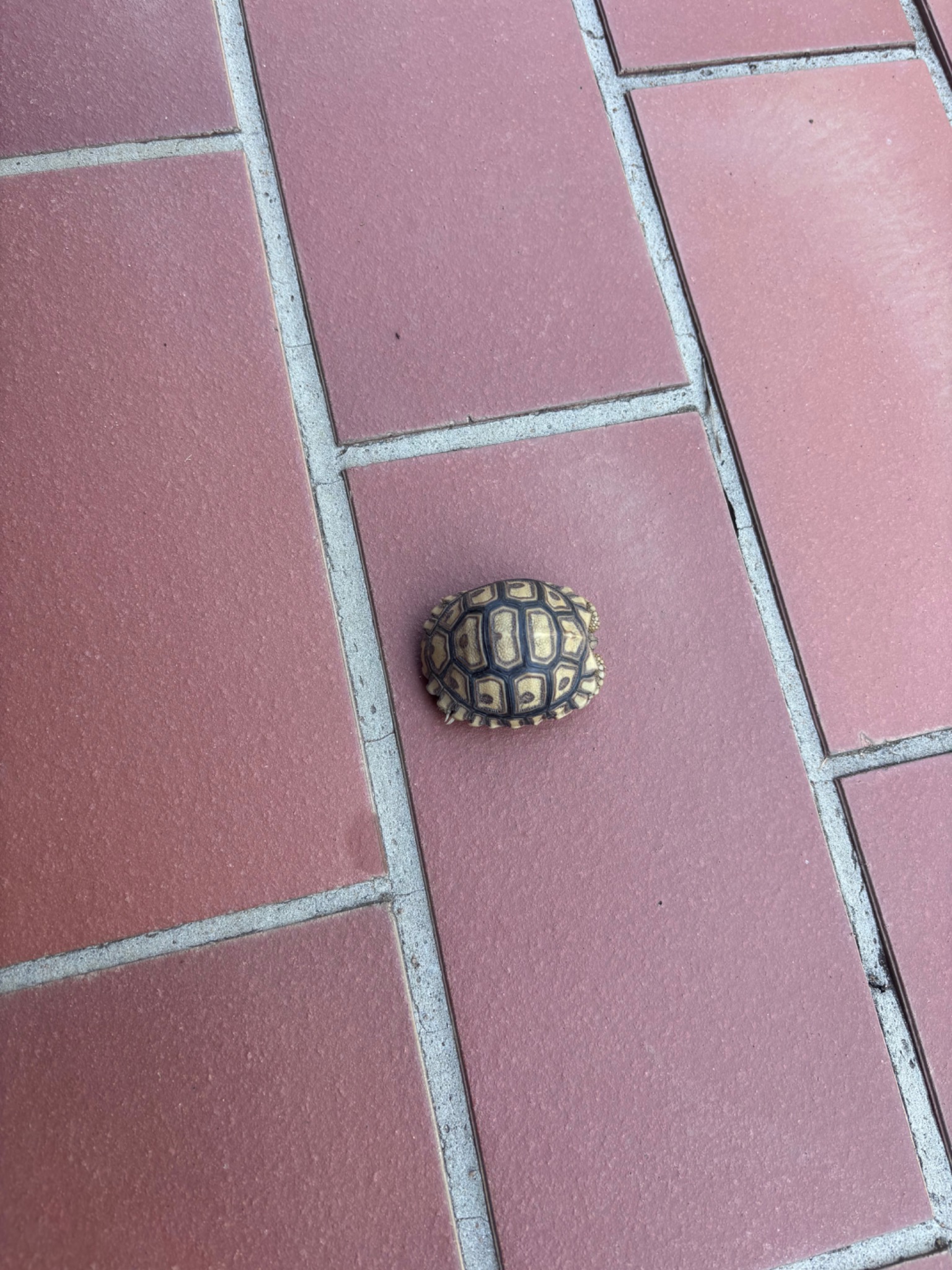 Small tortoise crossing the brick terrace