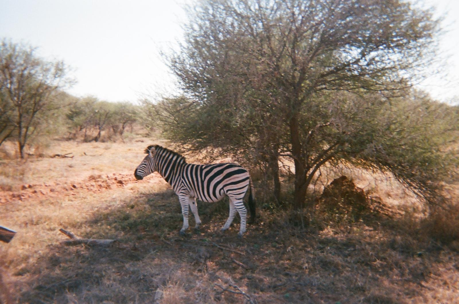 Zebra standing beneath a tree in the bush