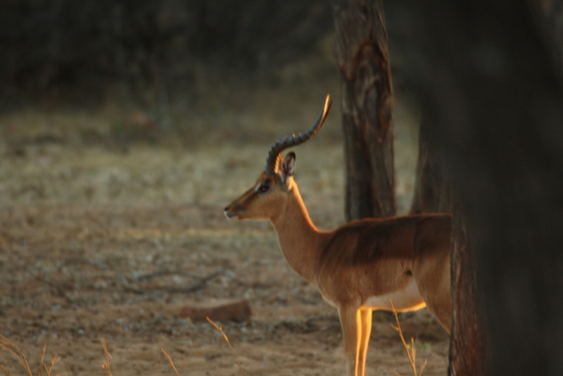 Impala in warm evening light